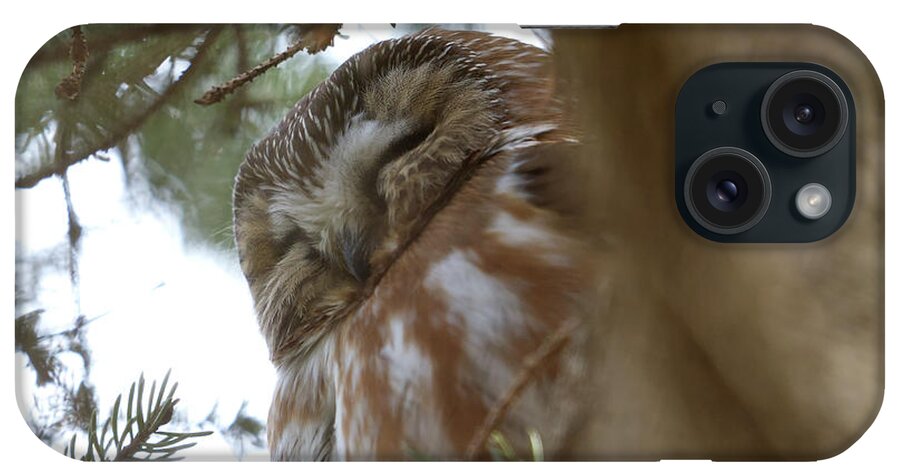 Saw-whet iPhone Case featuring the photograph Saw-Whet Owl Sleeping by Flinn Hackett