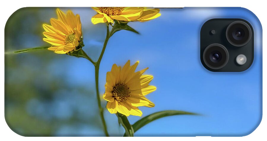 Sunflower iPhone Case featuring the photograph Sawtoothed Sunflowers by Grey Coopre