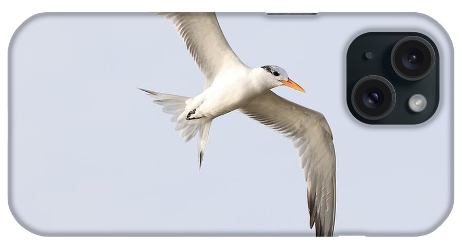 Royal Terns iPhone Case featuring the photograph Scanning the Water for Fish by Mingming Jiang