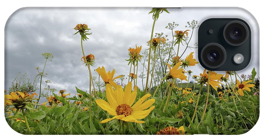 Arrowleaf Balsamroot iPhone Case featuring the photograph Scarecrow Daisy by David Andersen