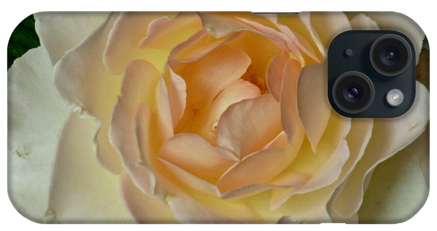 Flowers iPhone Case featuring the photograph Scented Rose by Amelia Racca