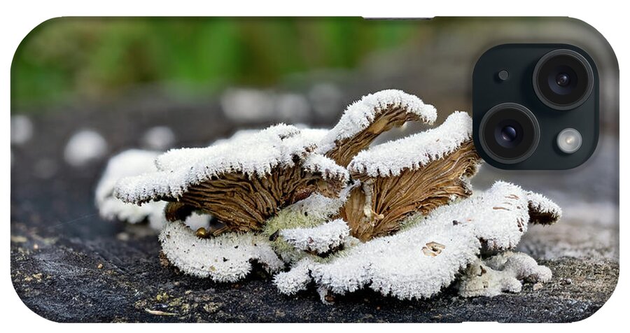 Schizophyllum Commune iPhone Case featuring the photograph Schizophyllum commune - Split Gill fungus by Weston Westmoreland