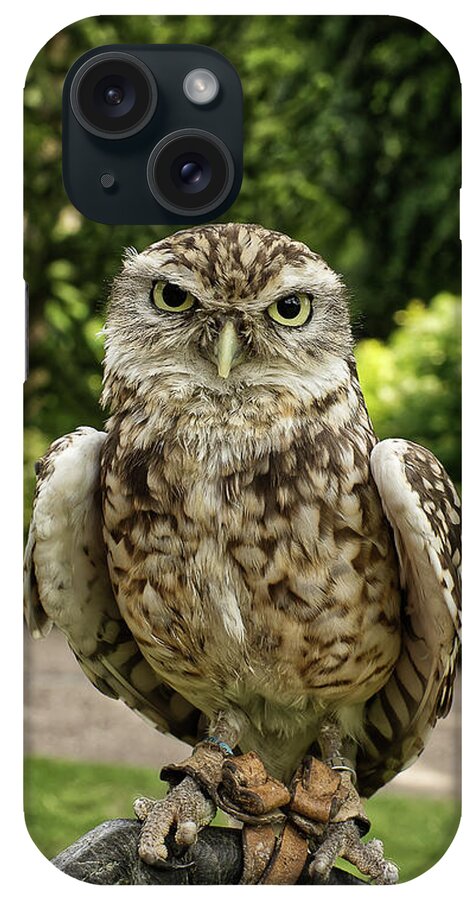 Screech Owl iPhone Case featuring the photograph Screech owl in a park in York UK by Pics By Tony