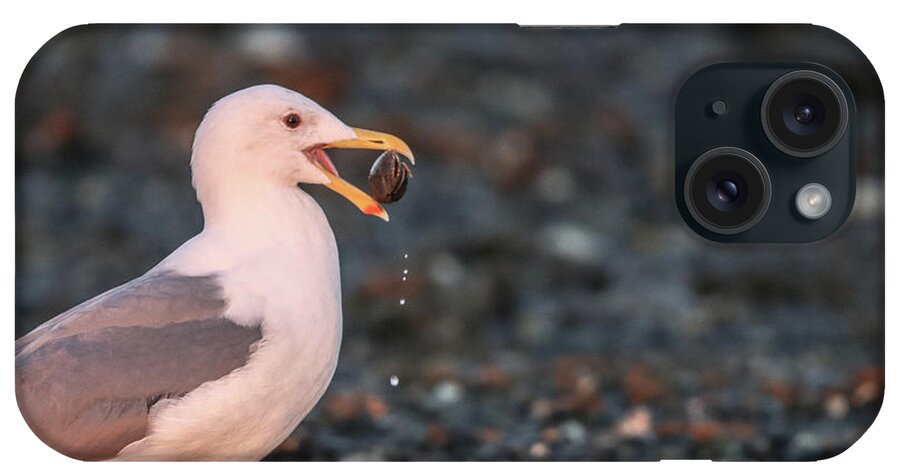 Sea Gull iPhone Case featuring the photograph Sea Gull and The Pebble by Tahmina Watson