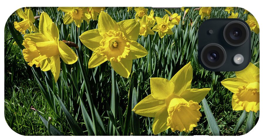 Spring iPhone Case featuring the photograph Sea of Daffodils by Kevin Suttlehan