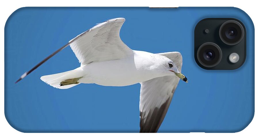 Bird iPhone Case featuring the photograph Seagull over Tybee by Ludwig Keck