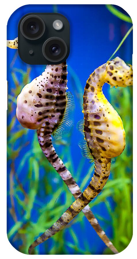 Seahorse iPhone Case featuring the photograph Seahorse Argument by Fred J Lord