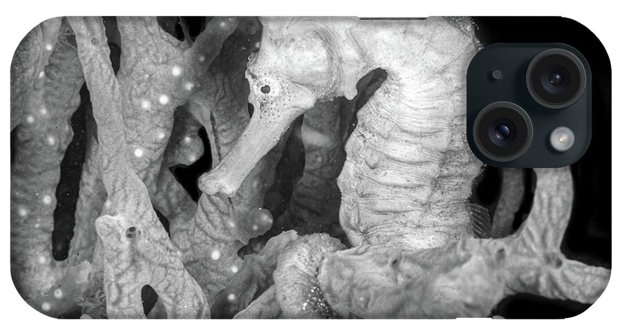 Black iPhone Case featuring the photograph Seahorse on the Reef Black and White by Debra and Dave Vanderlaan