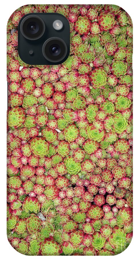 Sempervivum iPhone Case featuring the photograph Sempervivum Plants by Tim Gainey