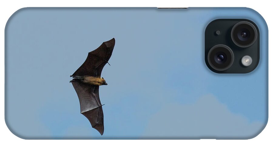 Seychelles Fruit Bat iPhone Case featuring the photograph Seychelles fruit bat Pteropus seychellensis t2 by Eyal Bartov