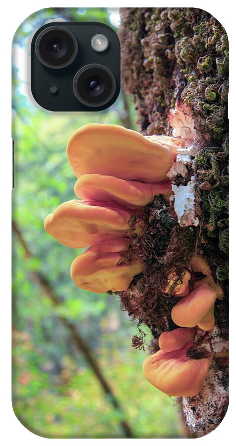 Fungus iPhone Case featuring the photograph Shaggy Brackets by Ryan Workman Photography