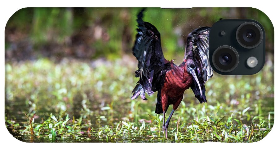 Ibis iPhone Case featuring the photograph Shake it Off by Rose Guinther
