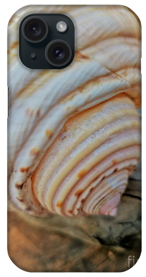 Shell iPhone Case featuring the photograph Shell On Driftwood by Tracey Lee Cassin