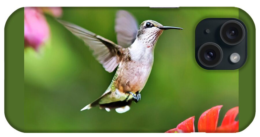 Bird iPhone Case featuring the photograph Shimmering Breeze Hummingbird Square by Christina Rollo