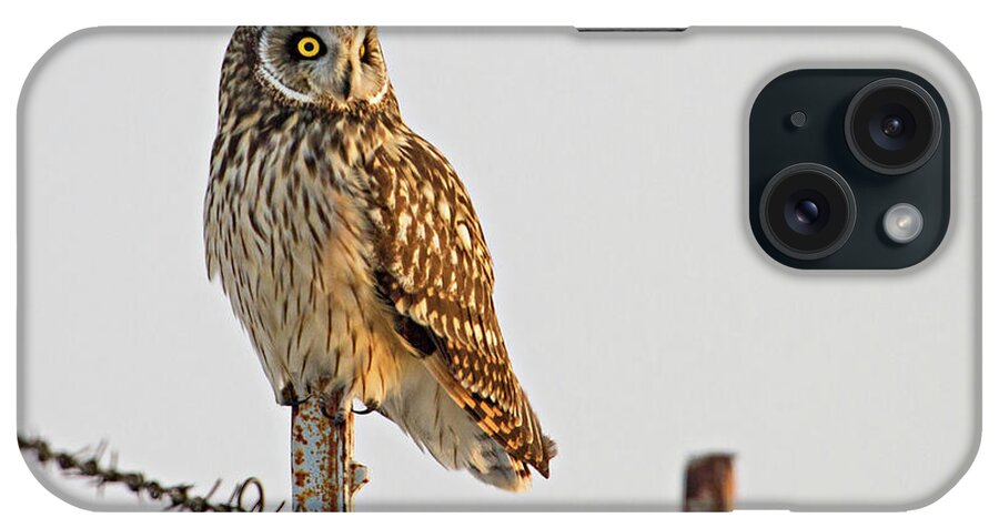 Birds iPhone Case featuring the photograph Short-eared Owl by Wesley Aston