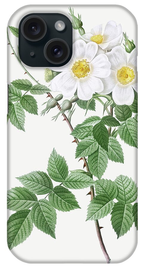 White iPhone Case featuring the painting Short styled rose with yellow and white flowers, Rosa brevistyla leucochroa by Pierre Joseph Redoute