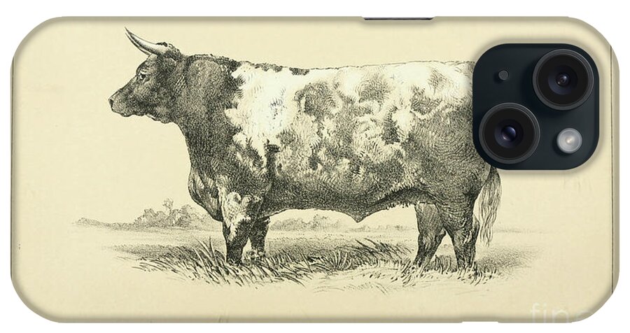 Shorthorn iPhone Case featuring the photograph Shorthorn ox q1 by Historic illustrations