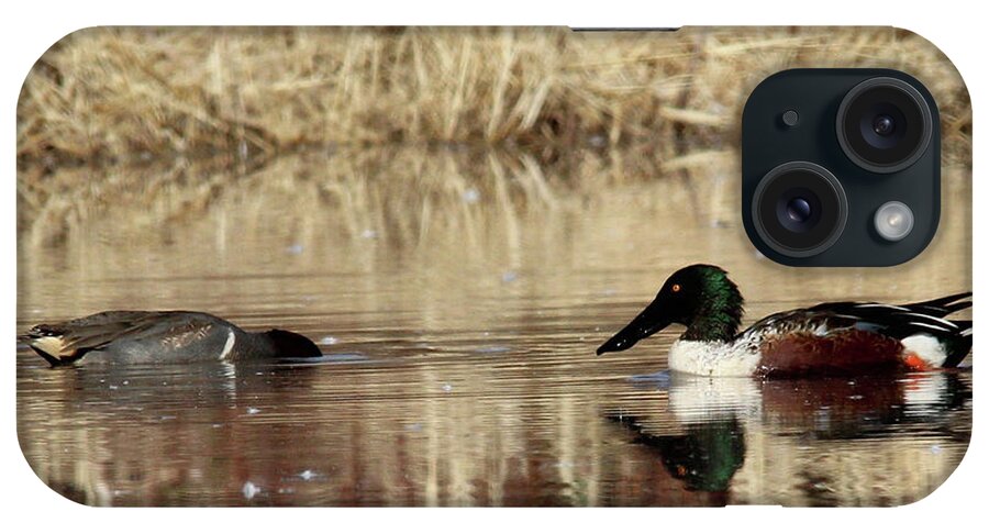 Duck iPhone Case featuring the photograph Northern Shoveler Ducks #1 by Robert Harris