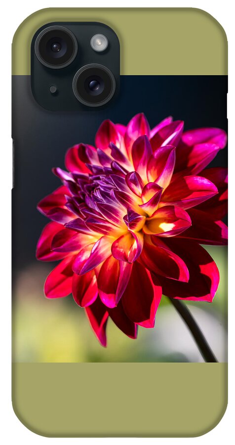 Flower iPhone Case featuring the photograph Show Stopper Dahlia by Linda Bonaccorsi