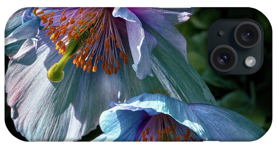 Conservatories iPhone Case featuring the photograph Silk Poppies by Marilyn Cornwell