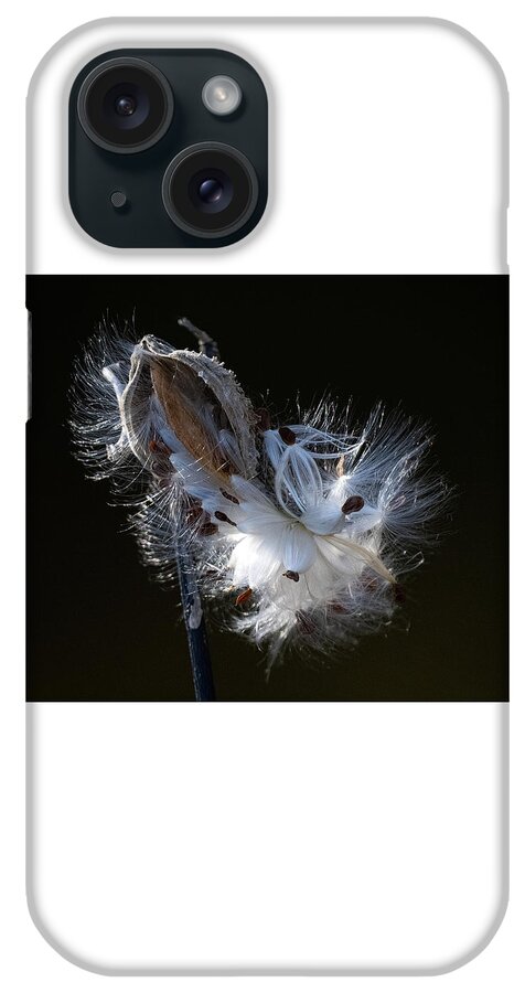 Milkweed iPhone Case featuring the photograph Silky Seed Carriers by Linda Bonaccorsi