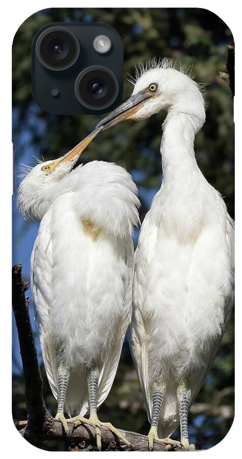 Snowy Egret iPhone Case featuring the photograph Silly Baby Egret Chicks by Kathleen Bishop