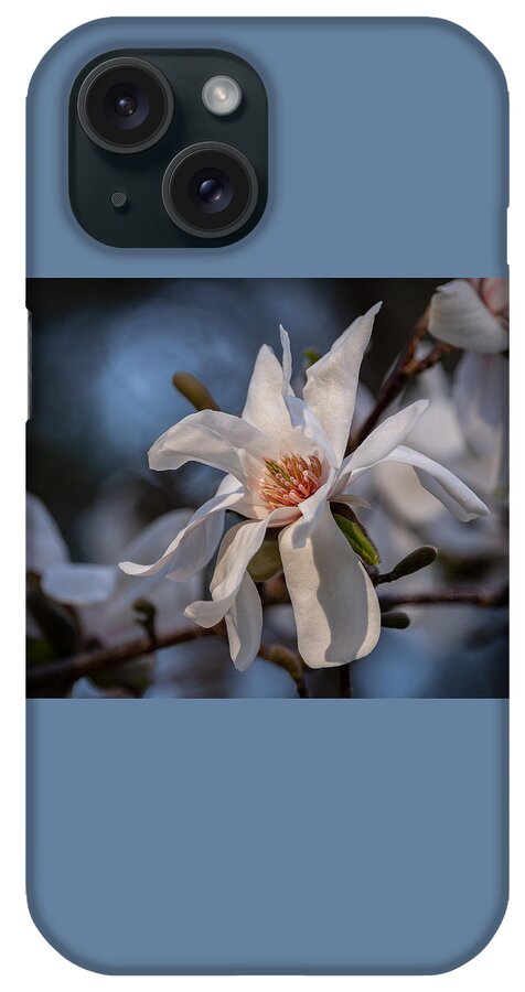 Magnolia iPhone Case featuring the photograph Simply Elegant Bloom by Linda Bonaccorsi