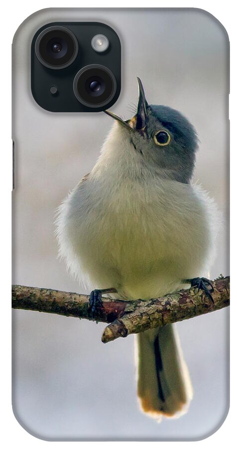 Blue Gray Gnatcatcher iPhone Case featuring the photograph Sing a Song by Timothy McIntyre