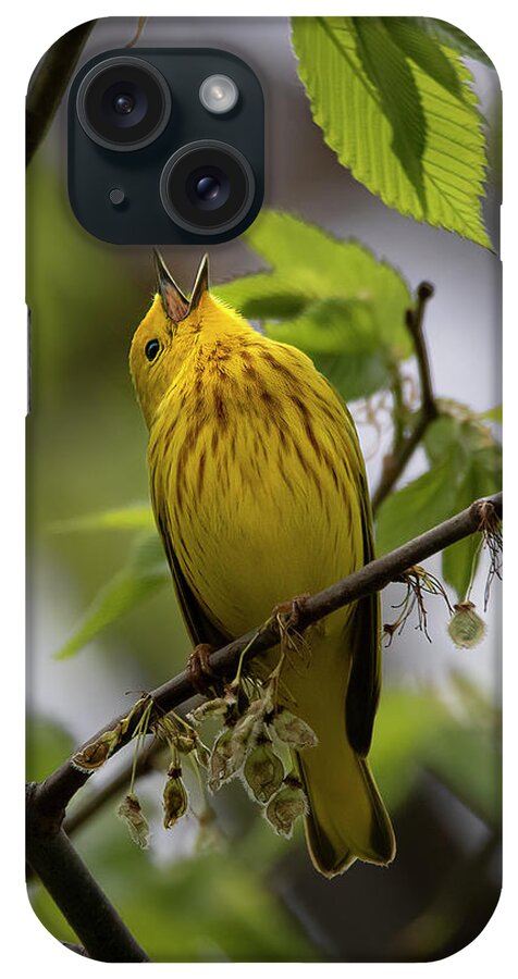 Birds iPhone Case featuring the photograph Singing a Song by Ray Silva