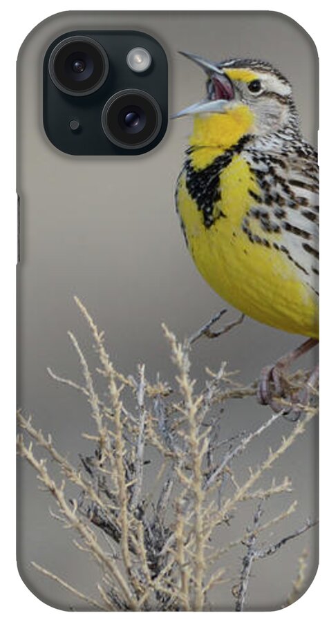 Singing iPhone Case featuring the photograph Singing Meadow Lark 2 by Whispering Peaks Photography