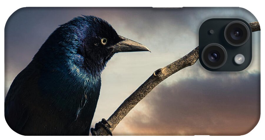 Grackle iPhone Case featuring the photograph Sinister by Phil And Karen Rispin