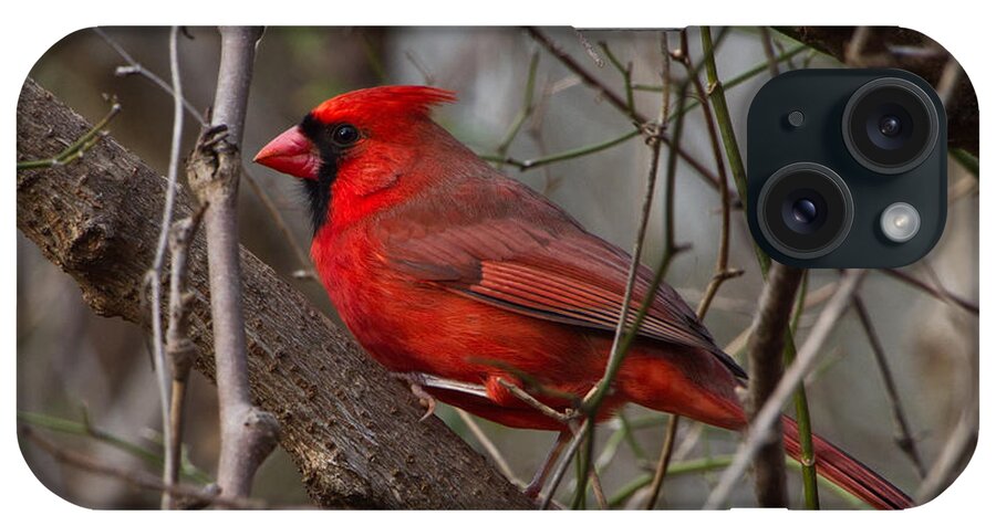 Cardinal iPhone Case featuring the photograph Sitting Pretty by Judy Cuddehe