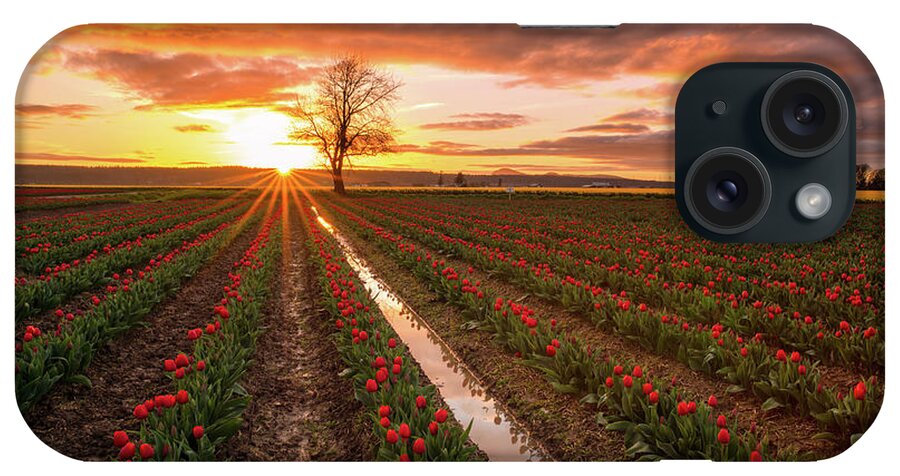  Tulip iPhone Case featuring the photograph Skagit Valley Tulip Fields Golden Sunset Sunstar by Mike Reid