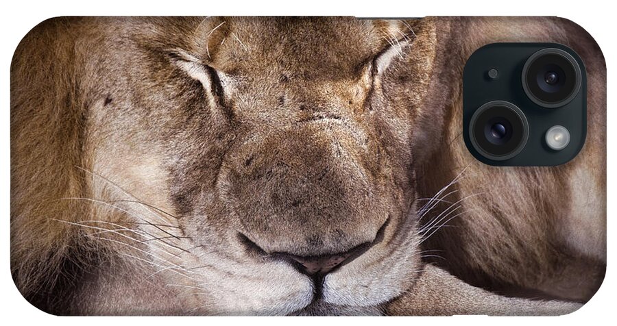 Lion iPhone Case featuring the photograph Sleeping Lion by Jim Signorelli