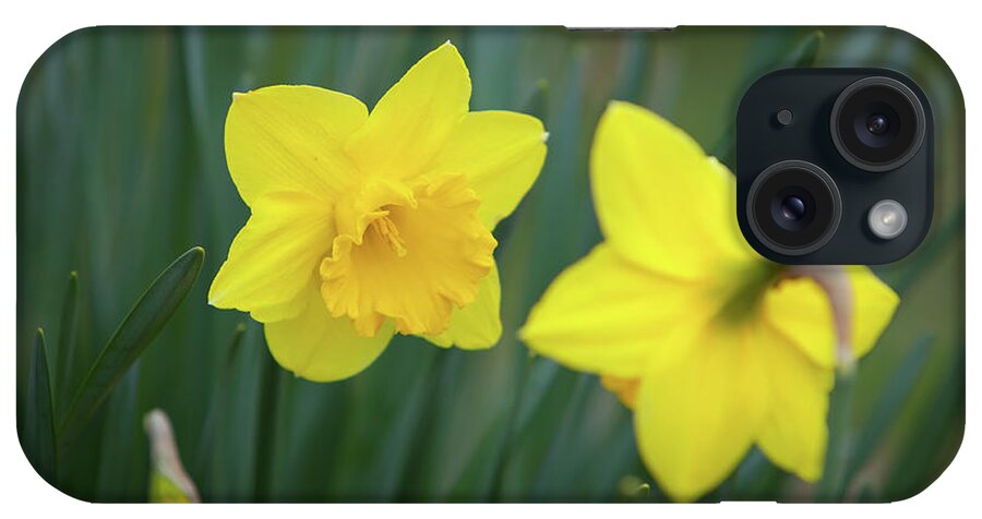 Art iPhone Case featuring the photograph Small Talk and Daffodils by Rocco Leone