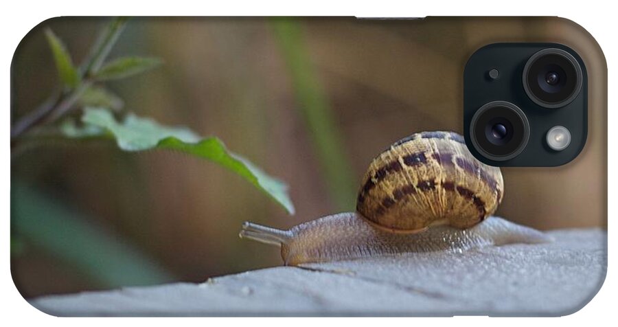 Snail iPhone Case featuring the photograph Snail 2 by Carol Jorgensen