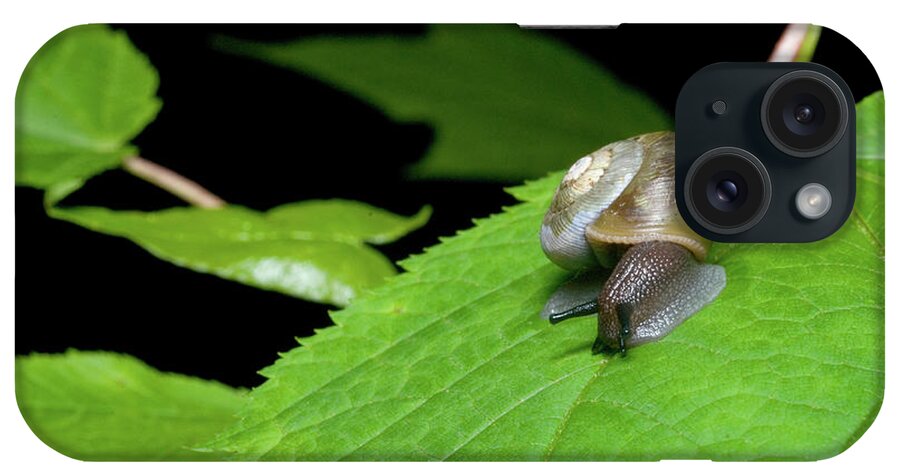 Macro iPhone Case featuring the photograph Snails Journey by Melissa Southern