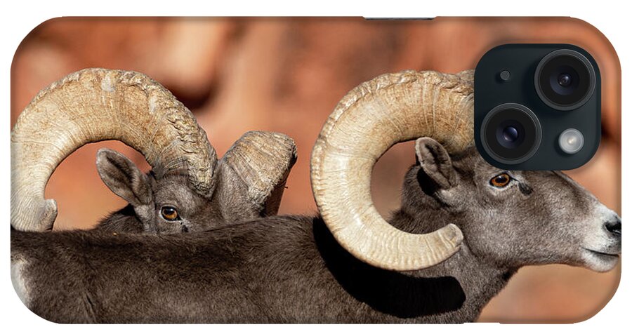 Bighorn Sheep iPhone Case featuring the photograph Sneak Peak by Mary Hone