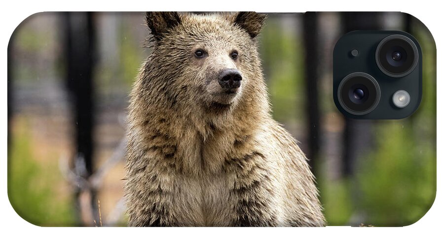 Grizzly iPhone Case featuring the photograph Snow 3 by Shari Sommerfeld