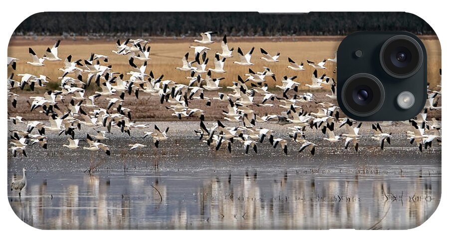 Snow Geese iPhone Case featuring the photograph Snow Geese 3444-020122-2 by Tam Ryan