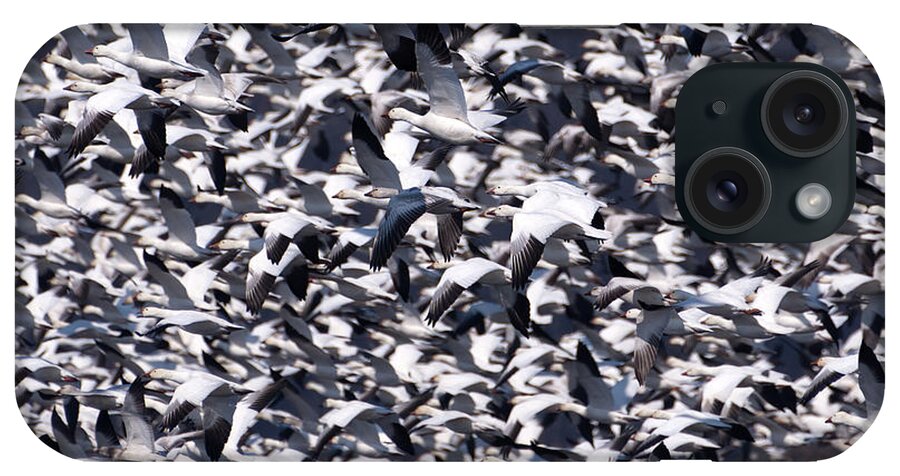 Snow Geese iPhone Case featuring the photograph Snow Geese in a Crowded Sky by Flinn Hackett