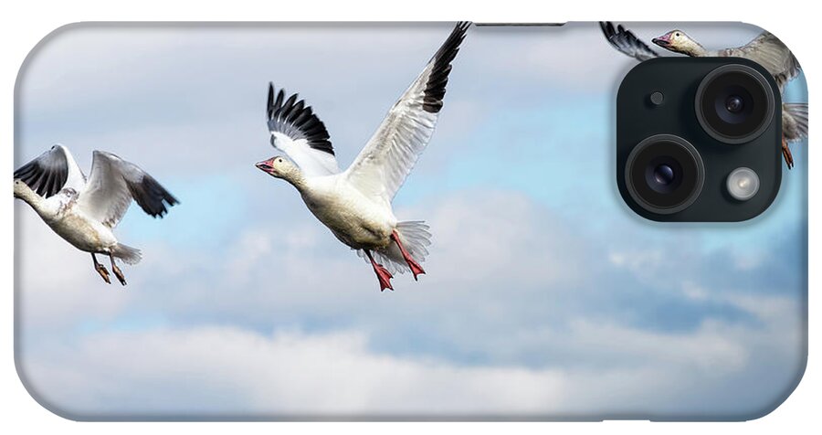 Winter iPhone Case featuring the photograph Snow geese in flight by Rehna George
