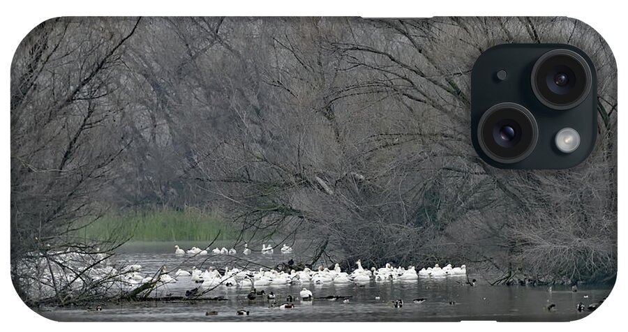 Snow Geese iPhone Case featuring the photograph Snow Geese in the Lake by Amazing Action Photo Video