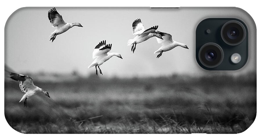 Snow Goose iPhone Case featuring the photograph Snow geese landing by Mike Fusaro