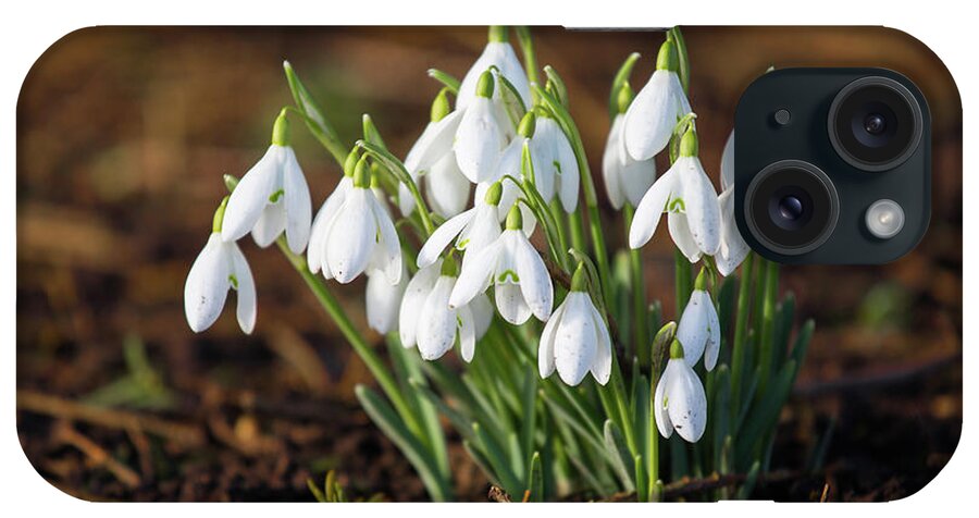 Snowdrops iPhone Case featuring the photograph Snowdrops by Tom Holmes Photography