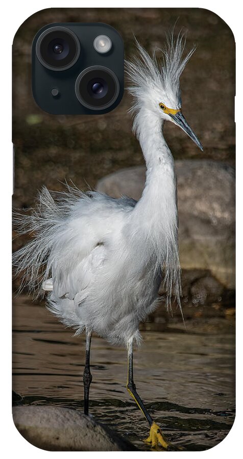 Snowy Egret iPhone Case featuring the photograph Snowy Egret by Rick Mosher