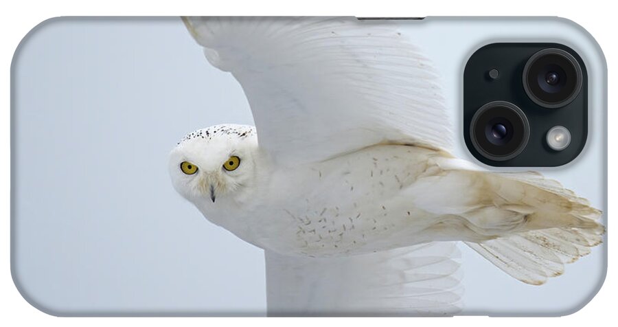 Snowy Owl iPhone Case featuring the photograph Snowy Glance by CR Courson