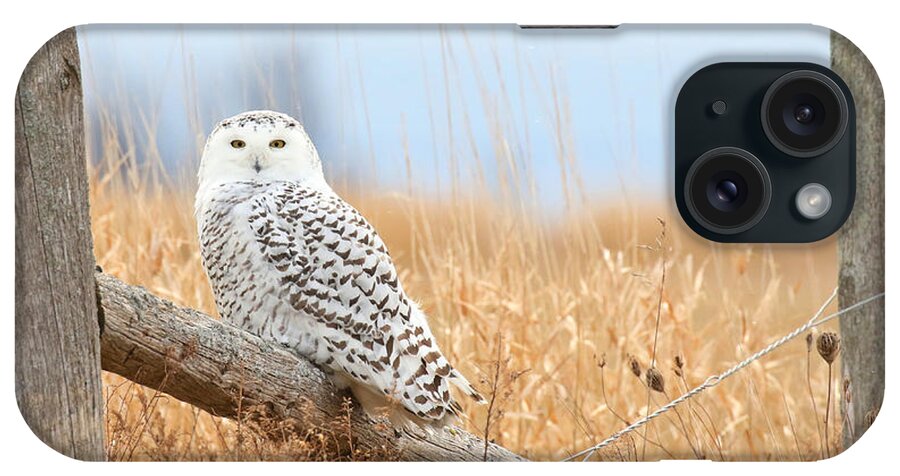 Snowy Owl iPhone Case featuring the photograph Snowy owl in golden fields by Heather King