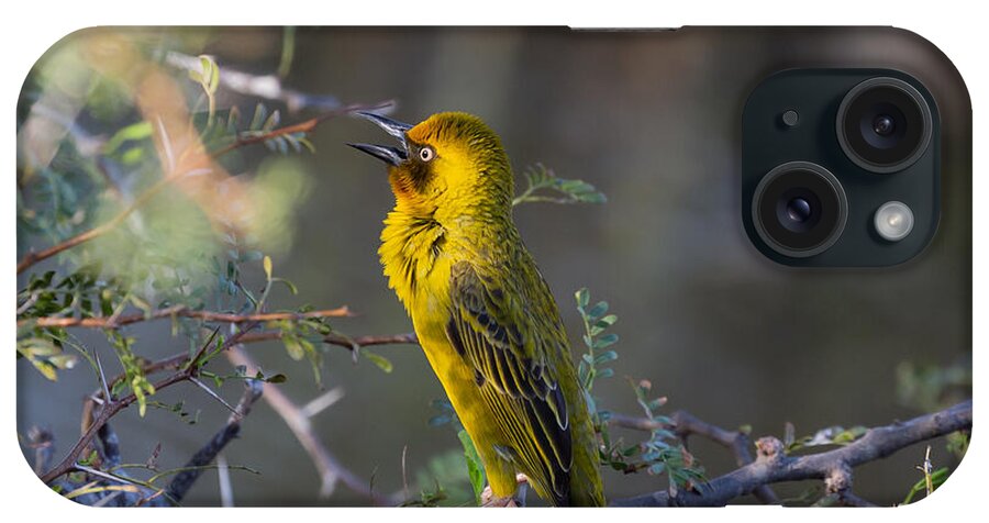 Cape Weaver iPhone Case featuring the photograph Song Of Spring by Eva Lechner