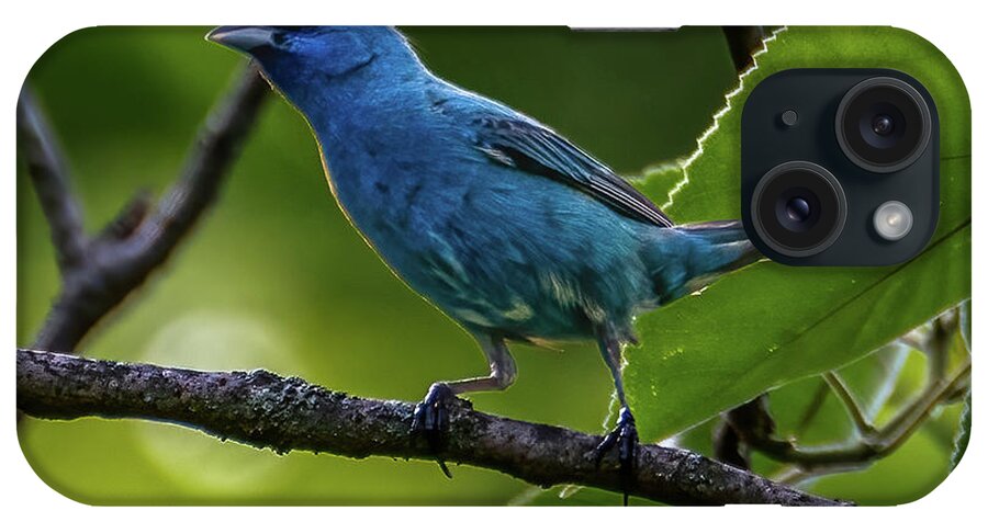 Avian iPhone Case featuring the photograph Song of the Indigo Bunting by Brian Shoemaker